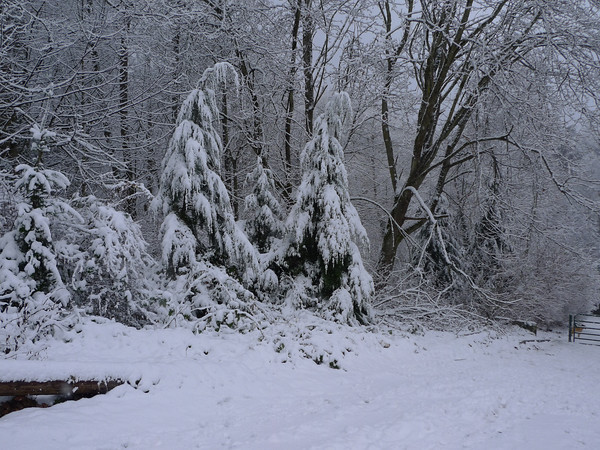 Snow-covered western hemlocks, Schmitz Park.