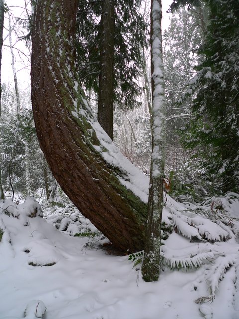 Snowy Woods, Camp Long, Seattle