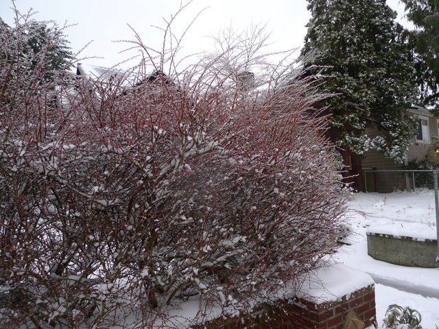 Ice-glazed shrubs in front of the house this morning.