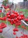 Red Berries