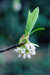 Osoberry Flowers and New Leaves
